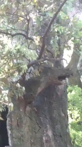 八幡竃門神社の自然
