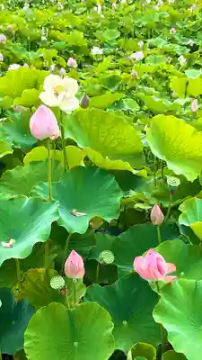 信濃國分寺の自然