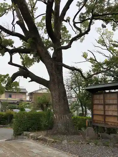 羽束師坐高御産日神社の自然