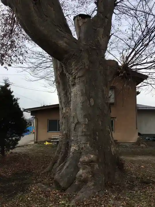 笠原神社の自然