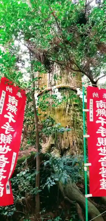 塩船観音寺の自然