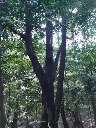 美具久留御魂神社(大阪府)
