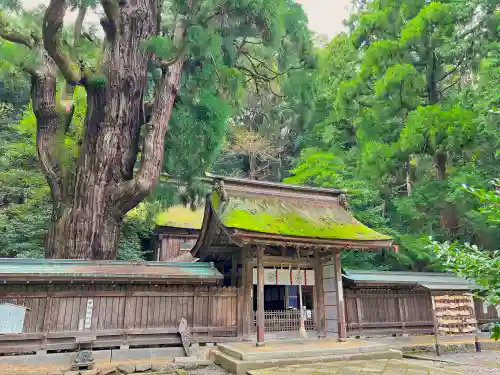 若狭姫神社（若狭彦神社下社）の本殿