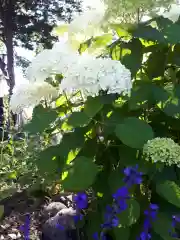 新琴似神社の自然