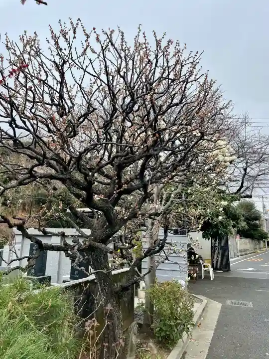 宗善寺の{uncategorized: "未分類", other: "その他", undefined: "問題あり", building: "その他建物", grave: "お墓", sacred_gate: "鳥居", guardian: "狛犬", statue: "像", buddha: "仏像", history: "歴史", nature: "自然", garden: "庭園", animal: "動物", pagoda: "塔", temizu: "手水舎", mountain_gate: "山門・神門", sanctuary: "本殿・本堂", subordinate: "末社・摂社", art: "芸術", scenery: "景色", jizo: "地蔵", ema: "絵馬", goshuin: "御朱印", omikuji: "おみくじ", items: "授与品その他", amulet: "お守り", goshuincho: "御朱印帳", eats: "食事", festival: "お祭り", votive_dance: "神楽", shichigosan: "七五三参", wedding: "結婚式", experience: "体験その他", initially: "初詣", around: "周辺", anti_infection: "感染症対策"}