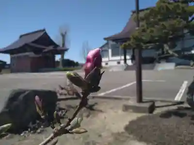 雨竜　専福寺(北海道)