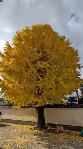 本法寺(京都府)