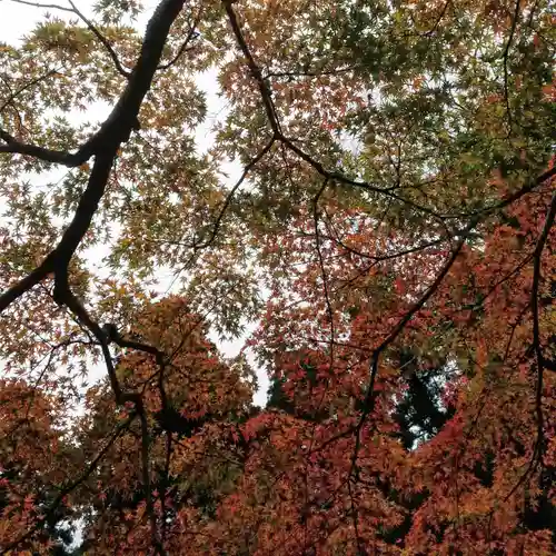 鹿島神宮の自然