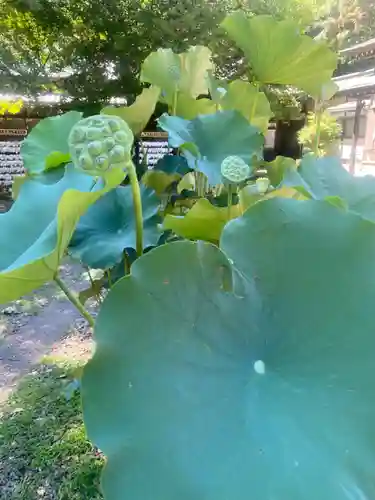 畑子安神社(千葉県)