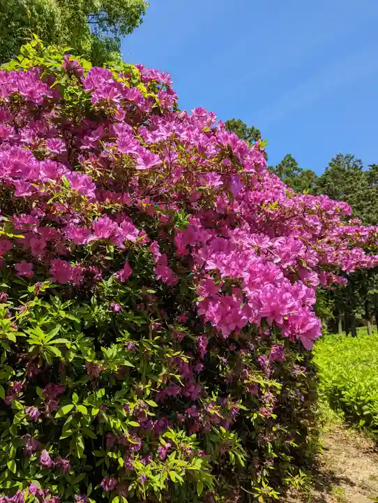 三室戸寺(京都府)