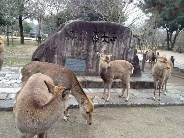 東大寺の動物