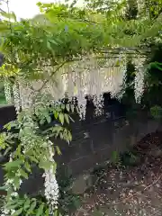 大山祇神社の自然