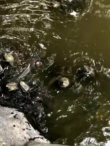 熱田神宮の動物