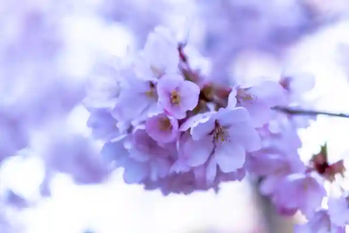 新城藤原神社(長野県)