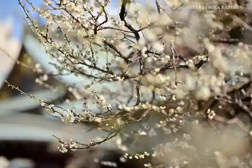 湯島天満宮の自然