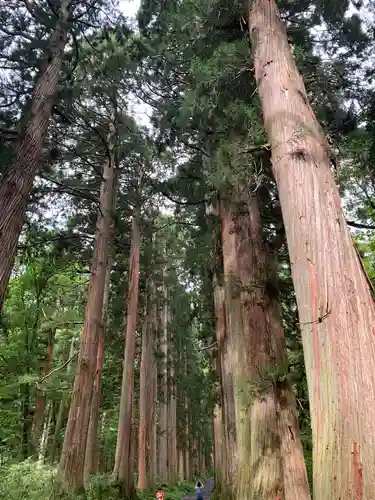 戸隠神社奥社の自然