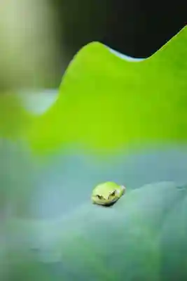 浄土寺(兵庫県)