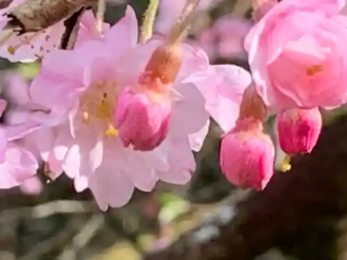 横蔵寺の自然