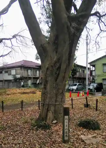 春日神社の自然