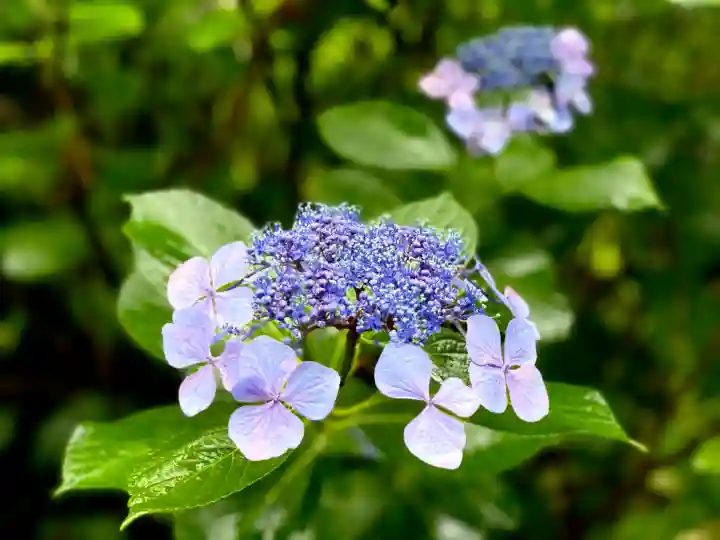 資福寺の{uncategorized: "未分類", other: "その他", undefined: "問題あり", building: "その他建物", grave: "お墓", sacred_gate: "鳥居", guardian: "狛犬", statue: "像", buddha: "仏像", history: "歴史", nature: "自然", garden: "庭園", animal: "動物", pagoda: "塔", temizu: "手水舎", mountain_gate: "山門・神門", sanctuary: "本殿・本堂", subordinate: "末社・摂社", art: "芸術", scenery: "景色", jizo: "地蔵", ema: "絵馬", goshuin: "御朱印", omikuji: "おみくじ", items: "授与品その他", amulet: "お守り", goshuincho: "御朱印帳", eats: "食事", festival: "お祭り", votive_dance: "神楽", shichigosan: "七五三参", wedding: "結婚式", experience: "体験その他", initially: "初詣", around: "周辺", anti_infection: "感染症対策"}