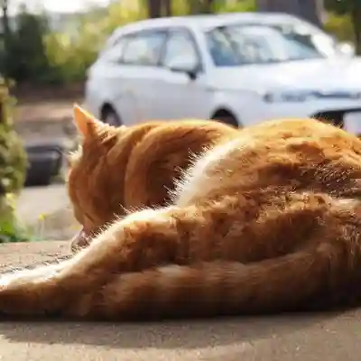 天王山 安楽寺(福井県)
