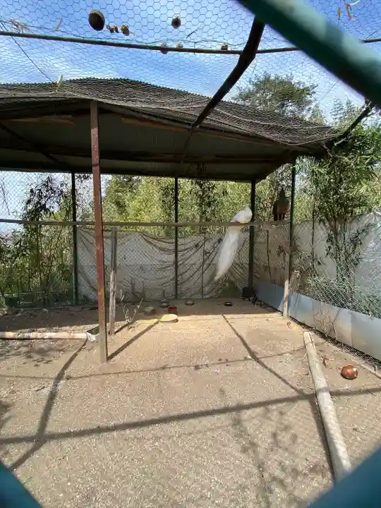 進雄神社の動物