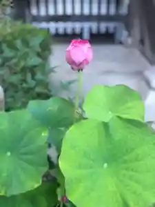 木舟山 順教寺の庭園(2021年07月26日(月) 15時55分26秒投稿)