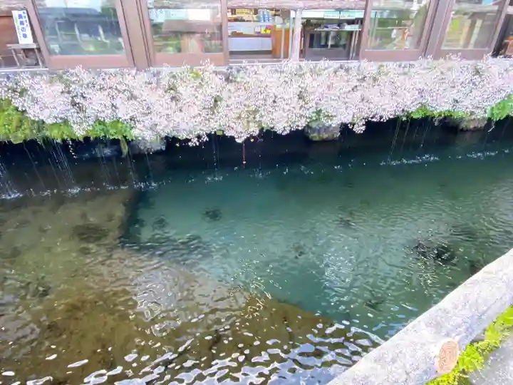 淺間神社(忍野八海)の周辺