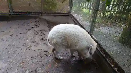 和気神社の動物