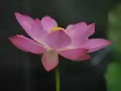 極楽山　浄土寺の自然