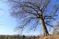 白山比咩神社の自然