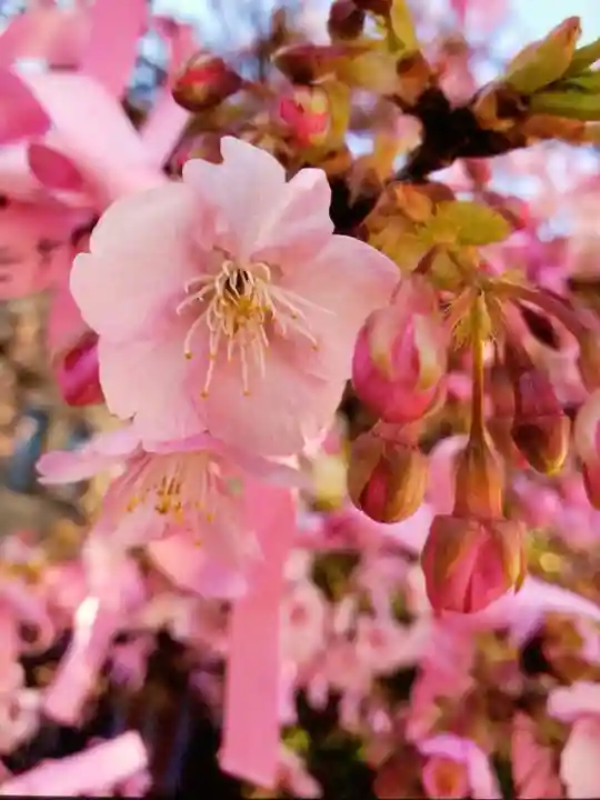 桜神宮(東京都)