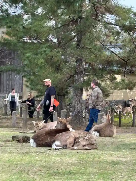 東大寺の{uncategorized: "未分類", other: "その他", undefined: "問題あり", building: "その他建物", grave: "お墓", sacred_gate: "鳥居", guardian: "狛犬", statue: "像", buddha: "仏像", history: "歴史", nature: "自然", garden: "庭園", animal: "動物", pagoda: "塔", temizu: "手水舎", mountain_gate: "山門・神門", sanctuary: "本殿・本堂", subordinate: "末社・摂社", art: "芸術", scenery: "景色", jizo: "地蔵", ema: "絵馬", goshuin: "御朱印", omikuji: "おみくじ", items: "授与品その他", amulet: "お守り", goshuincho: "御朱印帳", eats: "食事", festival: "お祭り", votive_dance: "神楽", shichigosan: "七五三参", wedding: "結婚式", experience: "体験その他", initially: "初詣", around: "周辺", anti_infection: "感染症対策"}