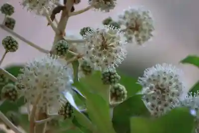 阿久津「田村神社」（郡山市阿久津町）旧社名：伊豆箱根三嶋三社の庭園