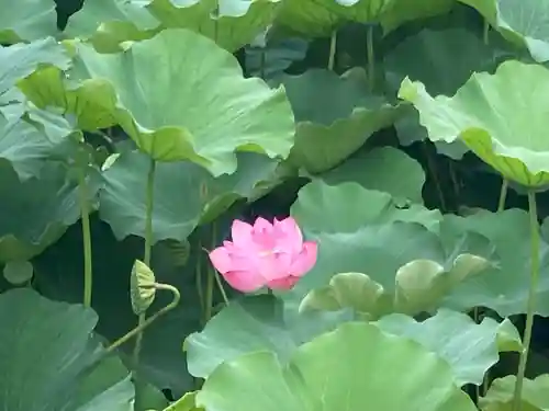 不忍池大黒天堂の自然