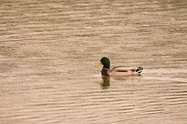 壹美白辨財天社(京都府)