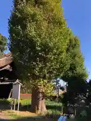 横浜　西方寺の自然