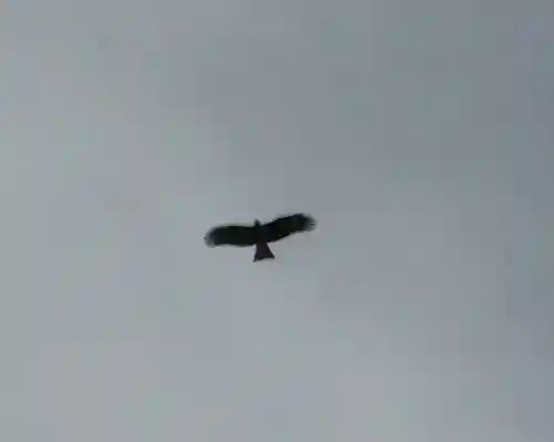 蛟蝄神社奥の宮の{uncategorized: "未分類", other: "その他", undefined: "問題あり", building: "その他建物", grave: "お墓", sacred_gate: "鳥居", guardian: "狛犬", statue: "像", buddha: "仏像", history: "歴史", nature: "自然", garden: "庭園", animal: "動物", pagoda: "塔", temizu: "手水舎", mountain_gate: "山門・神門", sanctuary: "本殿・本堂", subordinate: "末社・摂社", art: "芸術", scenery: "景色", jizo: "地蔵", ema: "絵馬", goshuin: "御朱印", omikuji: "おみくじ", items: "授与品その他", amulet: "お守り", goshuincho: "御朱印帳", eats: "食事", festival: "お祭り", votive_dance: "神楽", shichigosan: "七五三参", wedding: "結婚式", experience: "体験その他", initially: "初詣", around: "周辺", anti_infection: "感染症対策"}