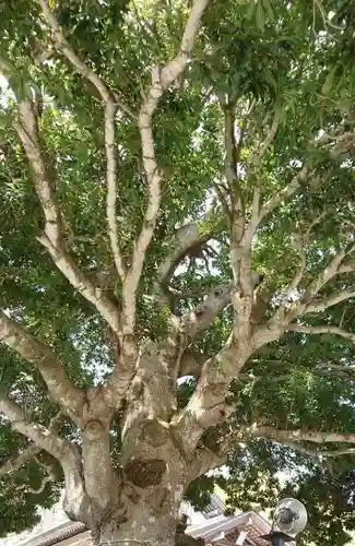 神祇大社の自然