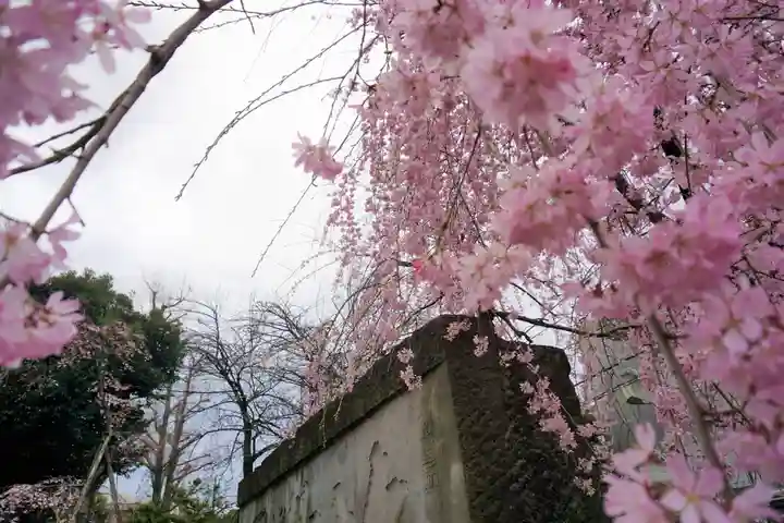 寛永寺(根本中堂)の自然