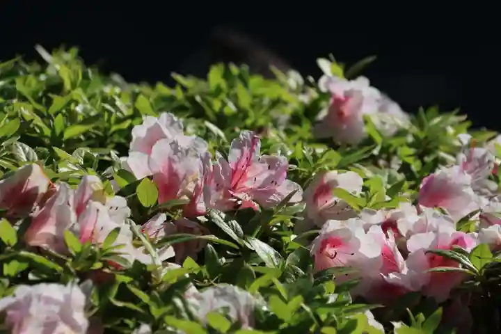 豊景神社の庭園