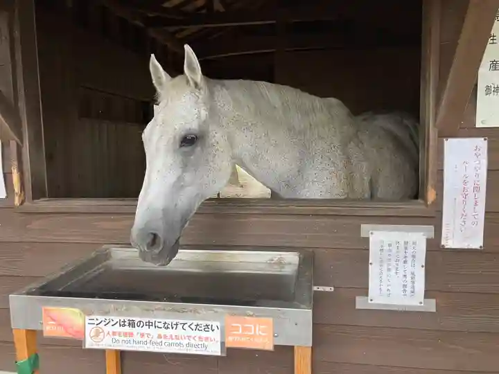 鹿児島神宮(鹿児島県)