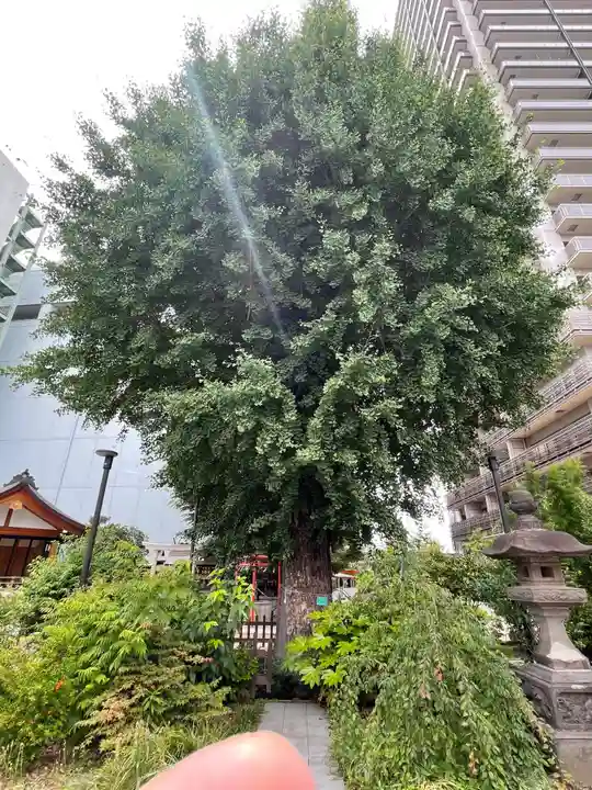 成子天神社の自然