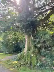 村山神社(愛媛県)