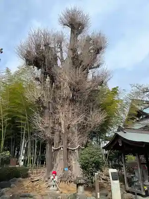 影向寺(神奈川県)