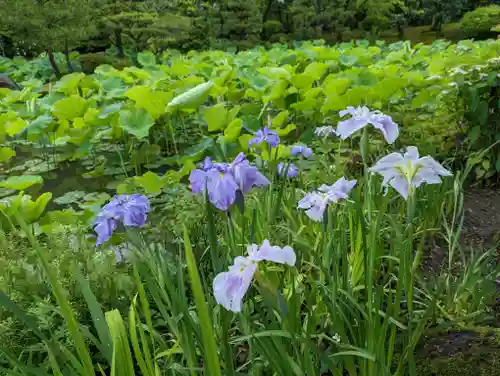 法金剛院(京都府)