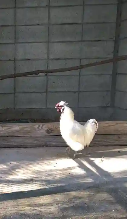 阿智神社の動物