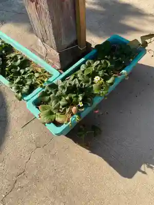 長沼八幡宮(栃木県)