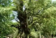 蒲生八幡神社の自然