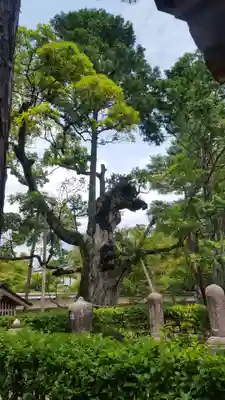 知恩院(京都府)